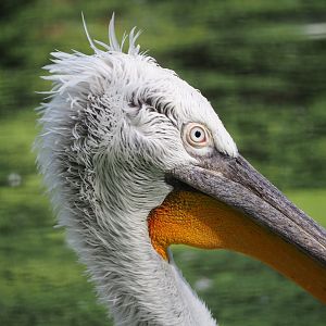 Dalmatian pelican (Pelecanus crispus), 2023-09-24