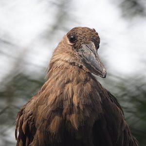 Hamerkop (Scopus umbretta), 2023-09-24