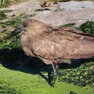 Hamerkop (Scopus umbretta), 2023-09-24