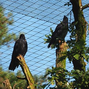 Wild Carrion crows (Corvus corone) in the Snavelrijk aviary, 2023-09-24