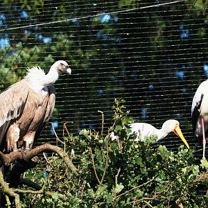 Western Eurasian griffon vulture (Gyps fulvus fulvus) and Yellow-billed stork (Mycteria ibis), 2023-09-24