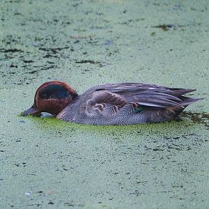 Eurasian green-winged teal (Anas crecca crecca), 2023-09-24