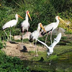 Yellow-billed storks (Mycteria ibis) and Little egret (Egretta garzetta garzetta), 2023-09-24
