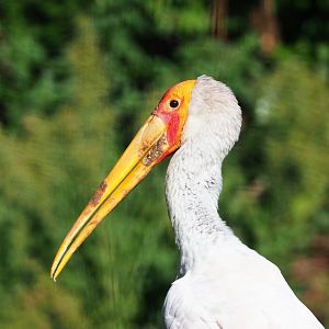Yellow-billed stork (Mycteria ibis), 2023-09-24