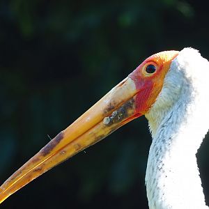 Yellow-billed stork (Mycteria ibis), 2023-09-24