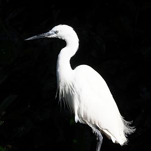 Little egret (Egretta garzetta garzetta), 2023-09-24