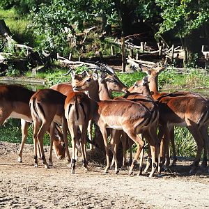 Common impalas (Aepyceros melampus melampus), 2023-09-24
