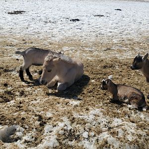 Norwegian domestic foals and kids - April 2023