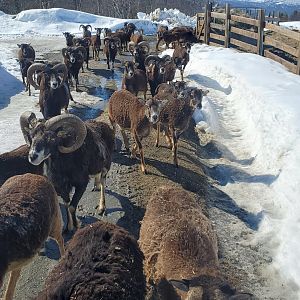 Free-roaming Mouflon - April 2023