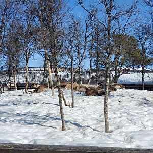 Reindeer - April 2023