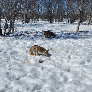 Lynx lunchtime - April 2023