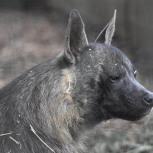 Brown Hyaena at Hamerton, 28th April 2024