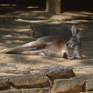 Outback Outpost - Red Kangaroo (Osphranter rufus)