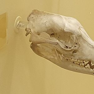 Thylacine skull - Booth Museum of Natural History