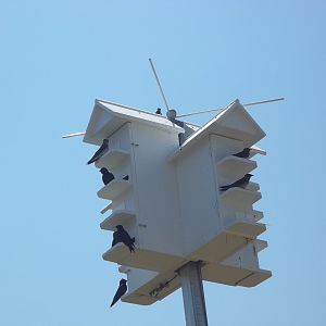 Purple Martins
