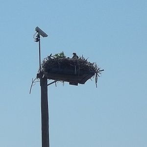 Osprey Nest Platform