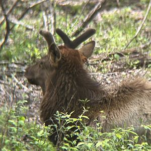 Elk