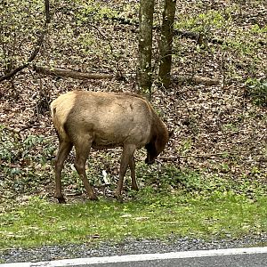 Elk