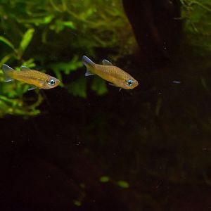 Priapella intermedia? - Zoo Plzeň