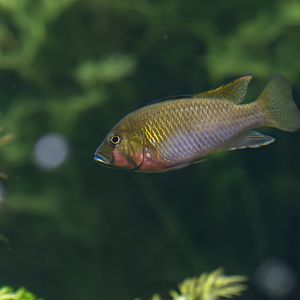 Fish ID - Botanical garden Praha