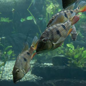 Fish ID - Botanical garden Praha