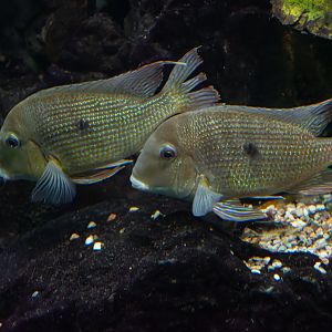 Fish ID - Botanical garden Praha