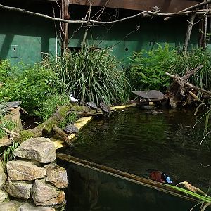 South American walkthrough aviary.