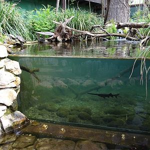 South American walkthrough aviary.