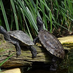 False map turtle (Graptemys pseudogeographica pseudogeographica)
