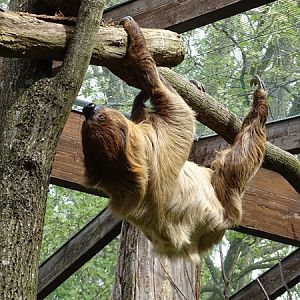 Linnaeus' two-toed sloth (Choloepus didactylus)