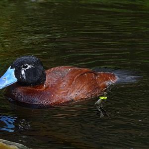 Lake duck (Oxyura vittata) (male)