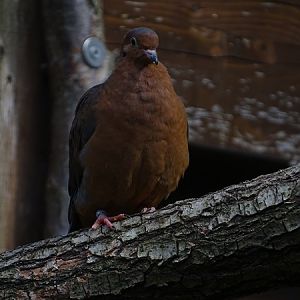 Socorro dove (Zenaida graysoni)