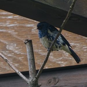 Turquoise tanager (Tangara mexicana)