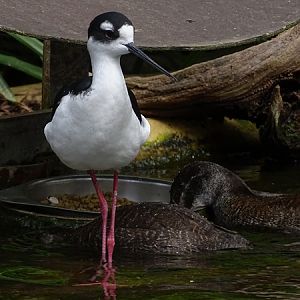 Black-necked stilt (Himantopus mexicanus mexicanus)
