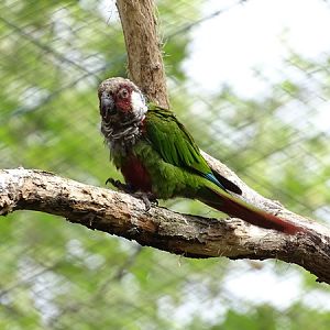 Grey-breasted parakeet (Pyrrhura griseipectus)