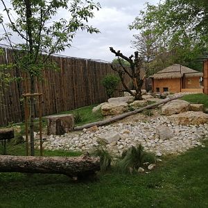 Caracals exhibit
