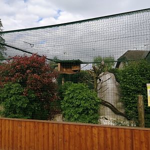 Owl's aviary example (Northern Hawk-Owl)