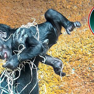 Precious Connection Gorilla Mother And Her Baby Girl