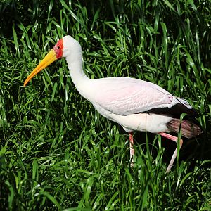 Yellow-billed Stork