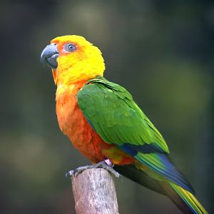 Jandaya Parakeet