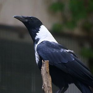 Collared Crow (Corvus pectoralis)