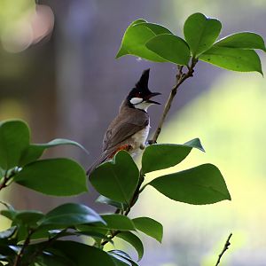 Red-whiskered Bulbul, Wild