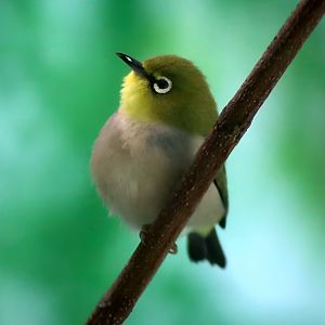Swinhoe's White-eye (Zosterops simplex)