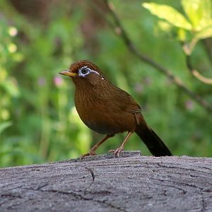Chinese Hwamei (Garrulax canorus), Wild