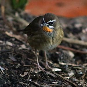Siberian Rubythroat (Calliope calliope)