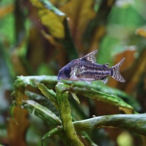 Corydoras ID