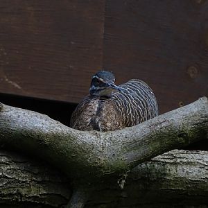 Amazonian sunbittern (Eurypyga helias helias)