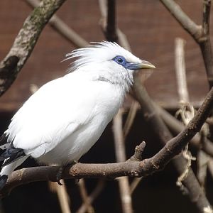 Bali myna ((Leucopsar rothschildi)