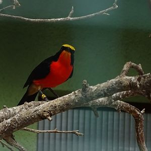 Yellow-crowned gonolek (Laniarius barbarus)