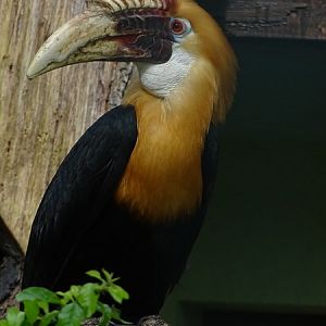 Papuan hornbill (Rhyticeros plicatus)